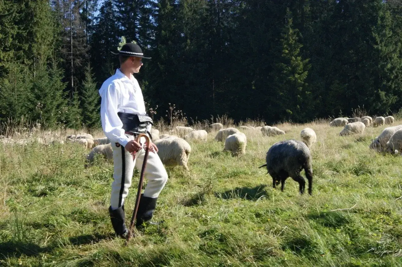 Bacówka owce pasterz Podhale