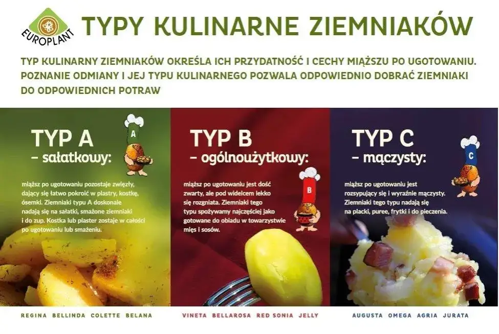 typy kulinarne ziemniak&oacute;w infografika