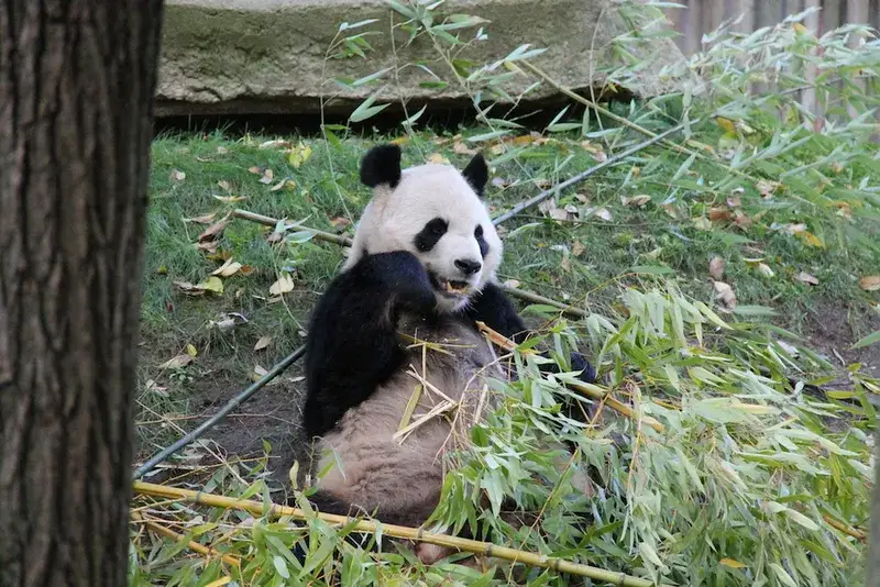 Panda wielka w europejskim zoo