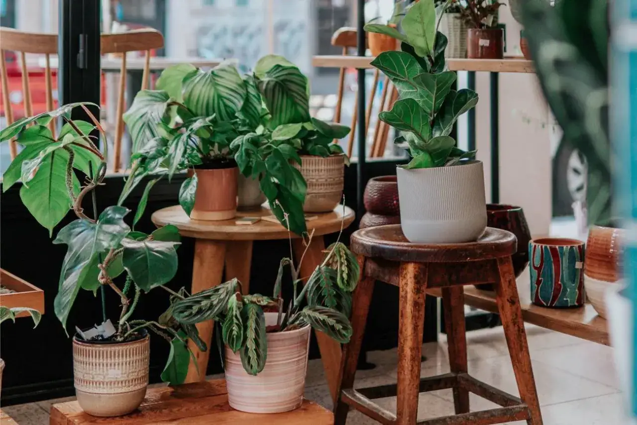 Zestaw roślin doniczkowych, gotowych na odżywczy naw&oacute;z do roślin doniczkowych.