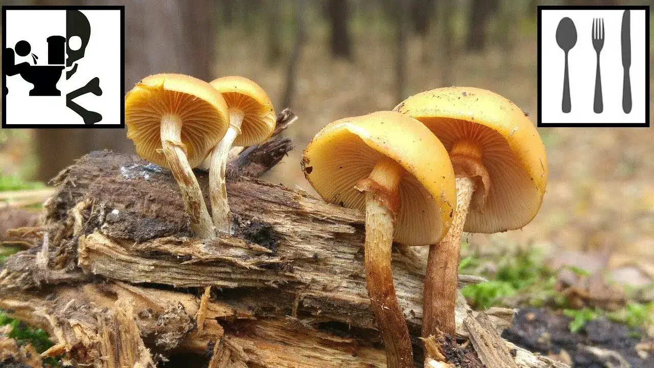 Hełm&oacute;wka jadowita stożk&oacute;wka por&oacute;wnanie