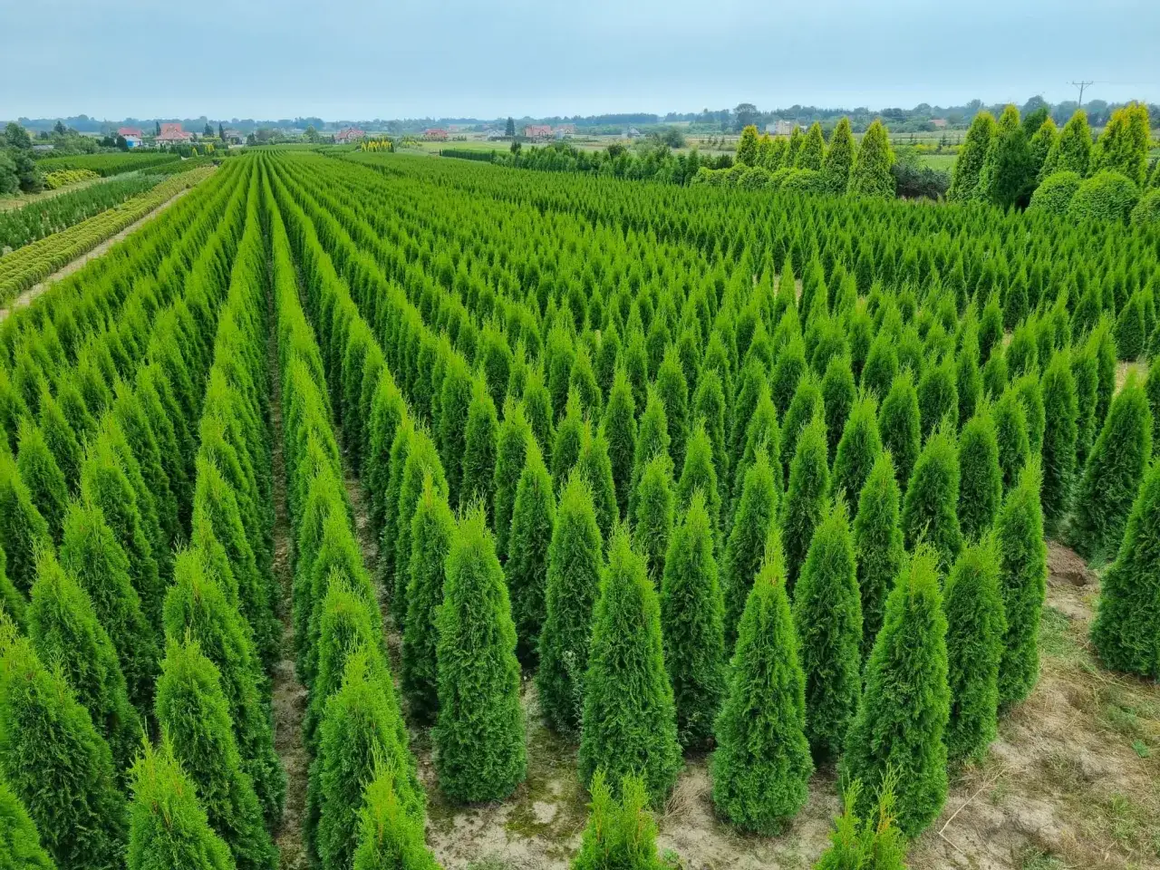 Ile cm od płotu sadzić tuje Smaragd