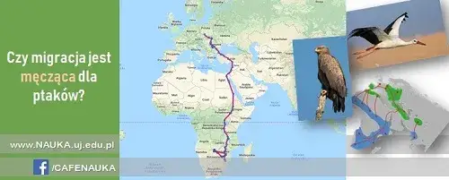 Mapa migracji ptak&oacute;w z Polski, trasy przelot&oacute;w jesiennych