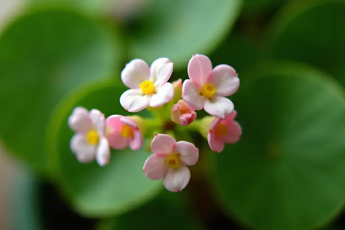 Delikatne, różowo-białe kwiaty pieniążka z żółtymi środkami, kwitnące na tle zielonych liści.