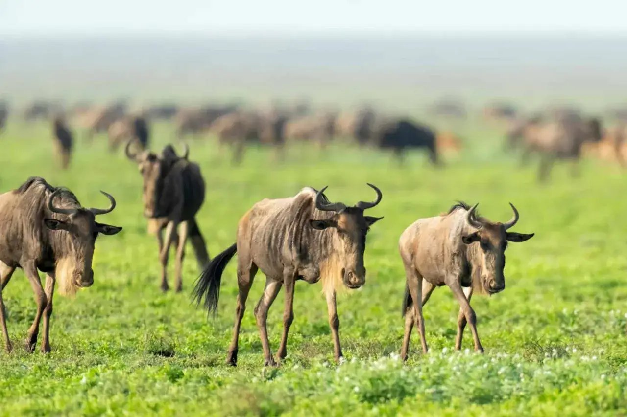 Stado gnu na sawannie. To właśnie jest safari co to – dzikie zwierzęta w ich naturalnym środowisku.