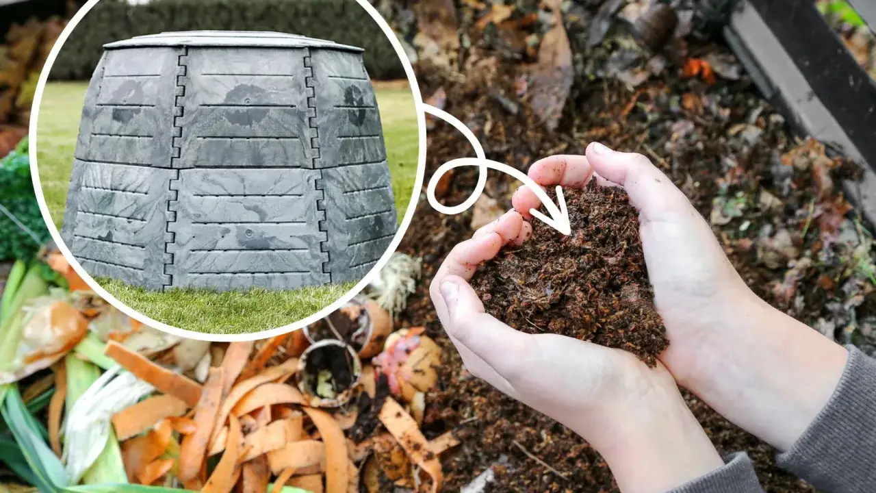 Kompostownik na odpady organiczne, gdzie wyrzucić spleśniały chleb. W rękach gotowy kompost.