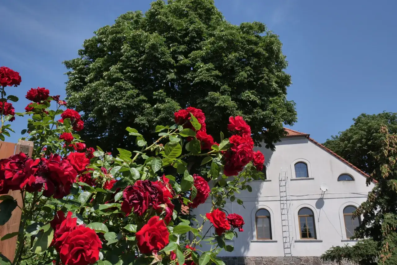 Dom Seniora Pod Kasztanami elewacja budynek ogród