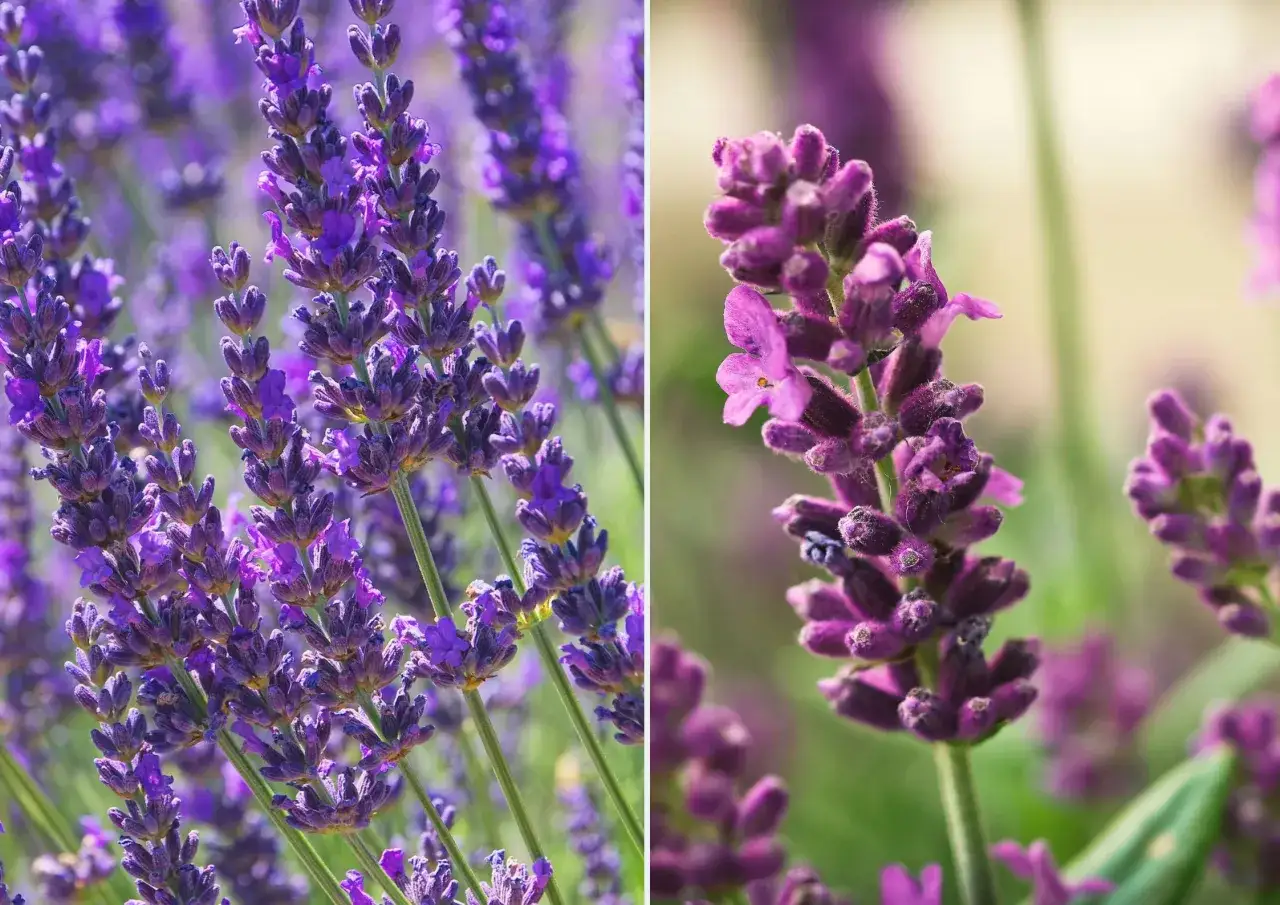 r&oacute;żne odmiany lawendy kwitnącej