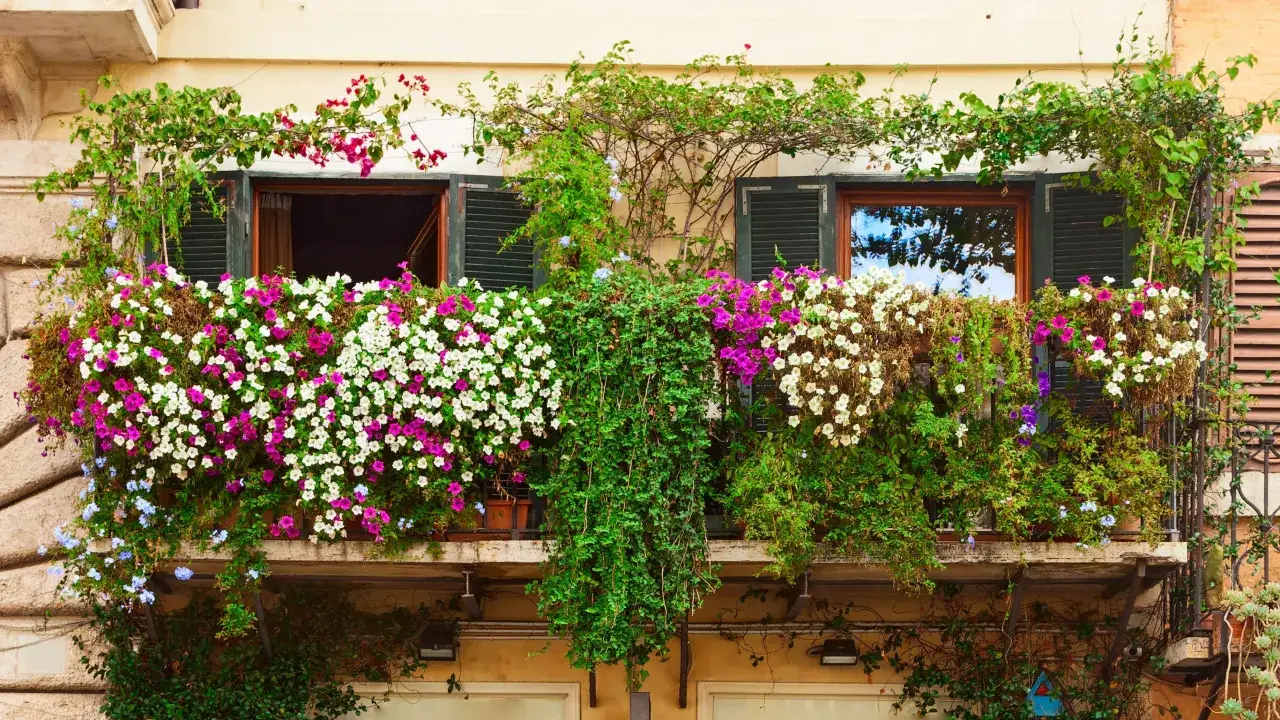 rośliny pnące na słoneczny balkon