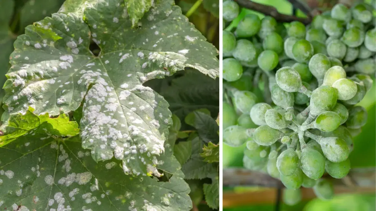 Liście winorośli pokryte białym nalotem, objaw chor&oacute;b. Szukamy domowych sposob&oacute;w na choroby winogron, by uratować plony.