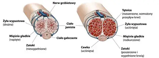 mechanizm erekcji diagram