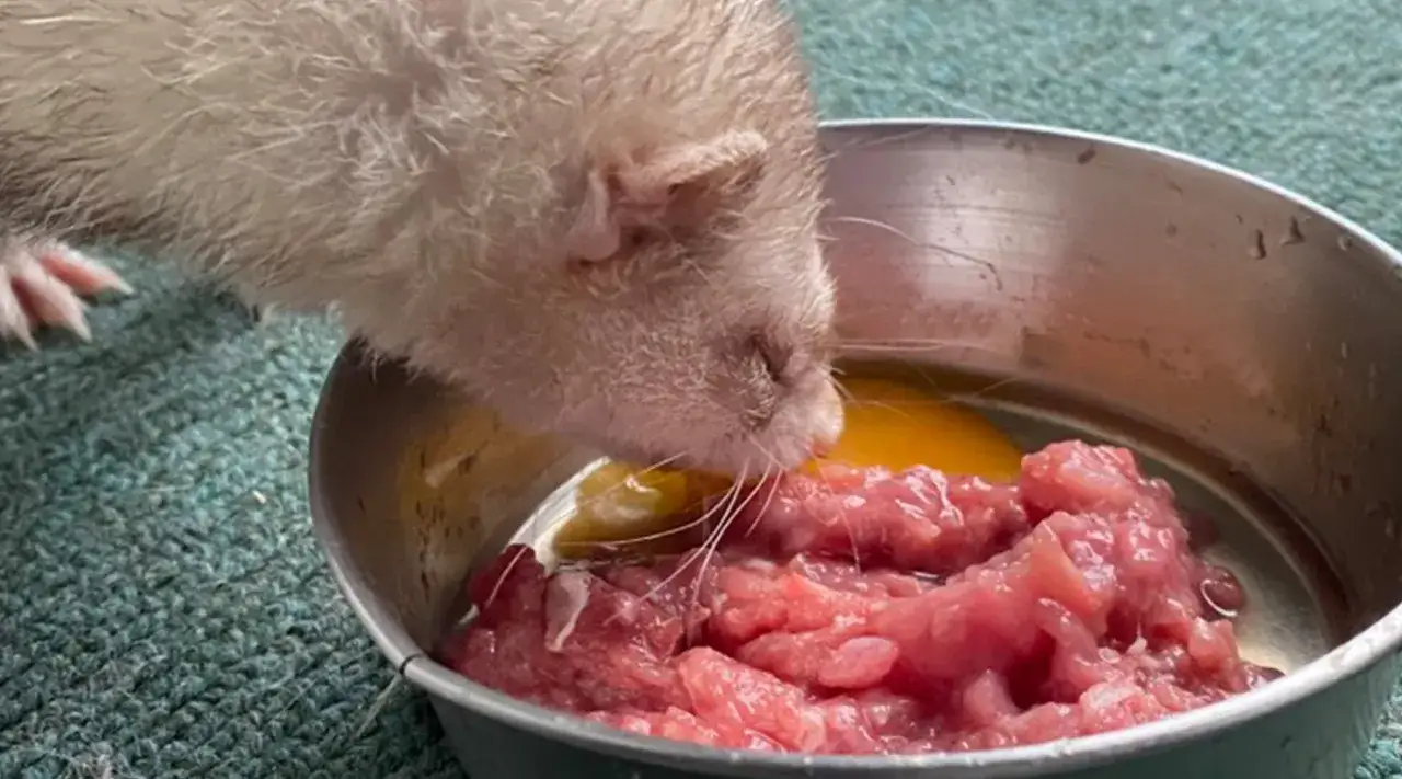 Fretka zajada się surowym mięsem i ż&oacute;łtkiem jajka. Tak właśnie wyglądają zdrowe posiłki, co jedzą fretki.