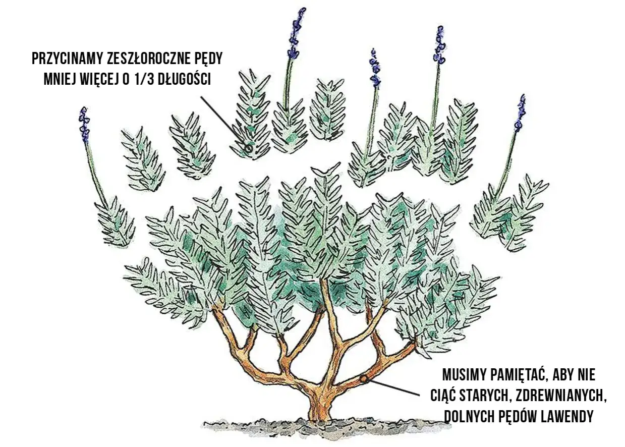 kalendarz przycinania lawendy