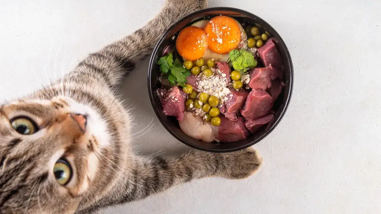 Kot patrzy na miskę z jedzeniem. Czy pies może jeść karmę dla kot&oacute;w? Ta miska zawiera mięso, jajka, groszek i brokuły.