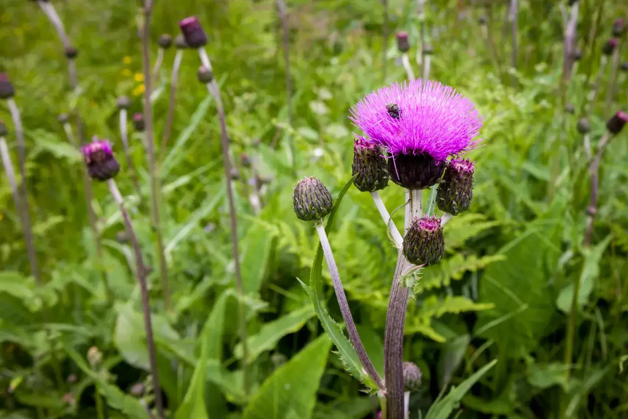 ostrożeń polny identyfikacja, chwasty z kolcami zdjęcia