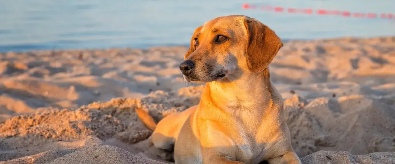 Złocisty piesek odpoczywa na piaszczystej plaży w Gdańsku, ciesząc się zachodzącym słońcem. Idealne miejsce, gdzie z psem na spacer.