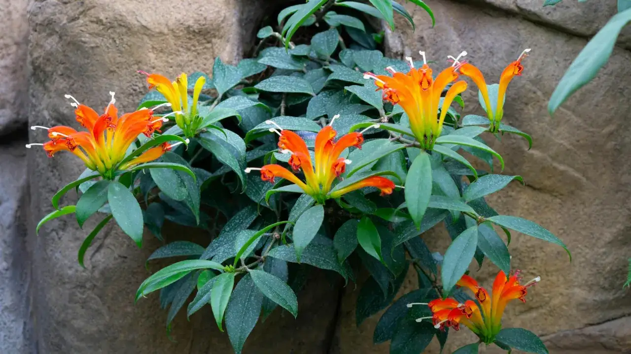 Eszynantus wspaniały pielęgnacja: piękne, pomarańczowo-ż&oacute;łte kwiaty zwisają z zielonych liści na tle skalnej ściany.