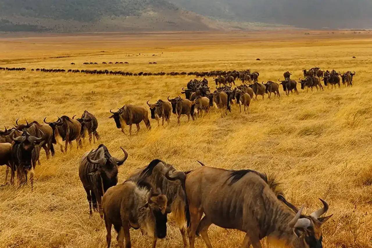 Stado gnu wędruje przez sawannę w najczęściej odwiedzanym rezerwacie Kenii.