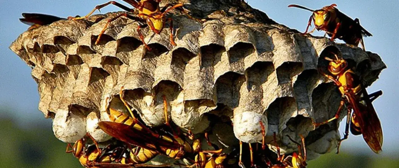 R&oacute;j szerszeni na gnieździe. Uważaj na ich bolesne ugryzienie!