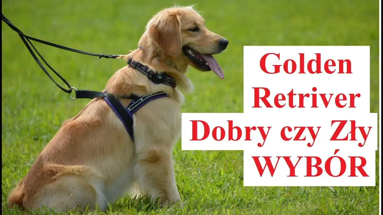 Zdjęcie Obroża czy szelki dla golden retrievera - co wybrać, by uniknąć problemów?