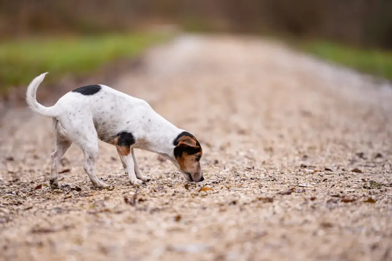 Mały, łaciaty piesek na drodze wącha ziemię. Czy to może być pow&oacute;d, dlaczego szczeniak je swoje odchody?