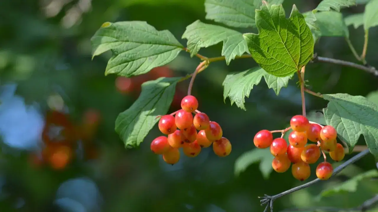 Koralikowe owoce kaliny. Czy laurowiśnia czy owoce są jadalne? Te czerwone kuleczki wyglądają apetycznie, ale warto sprawdzić, czy są bezpieczne do spożycia.