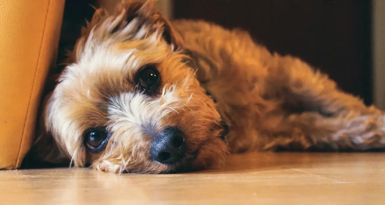 Smutny szczeniak leży na podłodze. Jego oczy wyglądają na zmęczone, jakby cierpiał na zapalenie pęcherza u szczeniaka objawy.