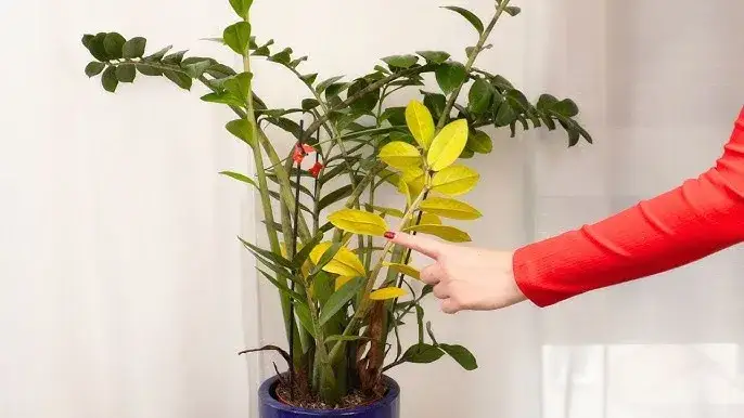 zamiokulkas ż&oacute;łknące liście