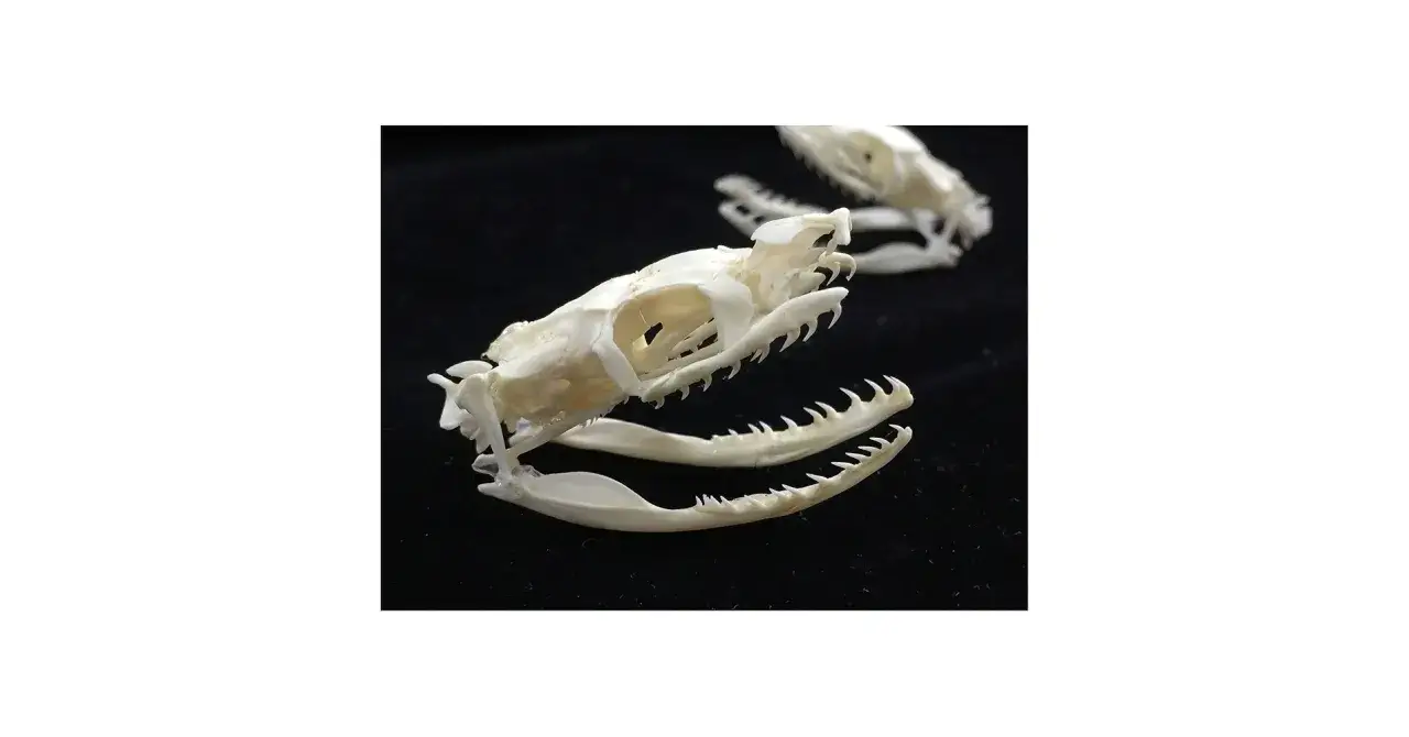 kinetyczna czaszka węża rentgen