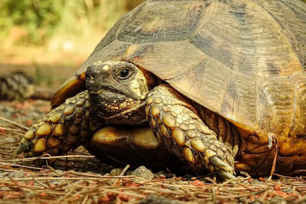 weterynarz gady ż&oacute;łw grecki