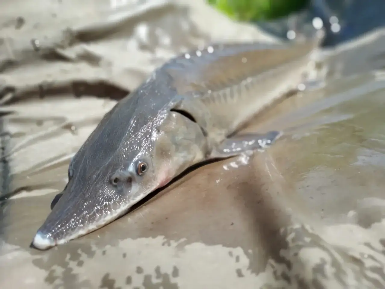 Świeżo złowiony jesiotr leży na mokrej płachcie. Widać jego charakterystyczny pysk i łuski.