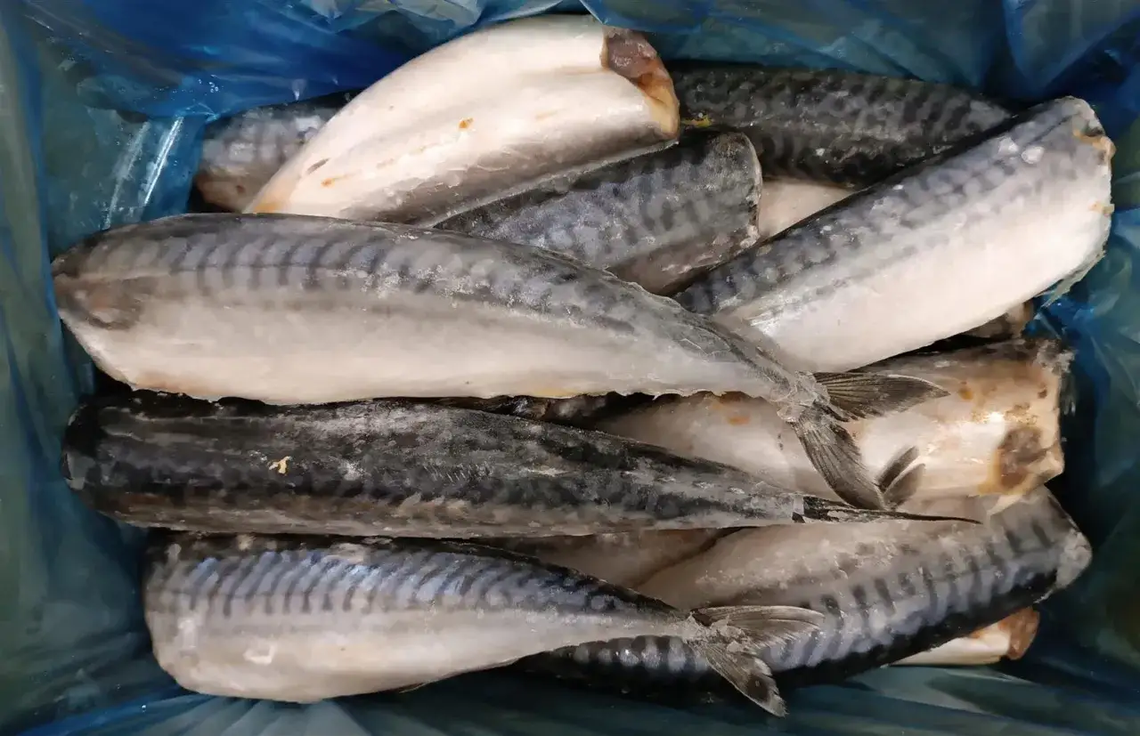 Mrożona makrela w niebieskim pojemniku. Gdzie kupić świeżą makrelę mrożoną? Idealna na obiad.