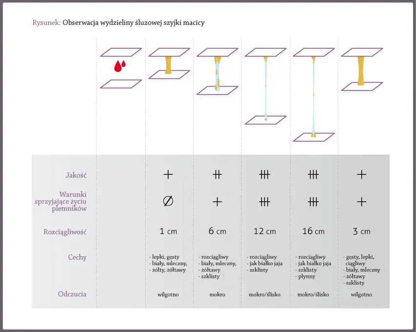 rodzaje śluzu szyjkowego w cyklu miesiączkowym