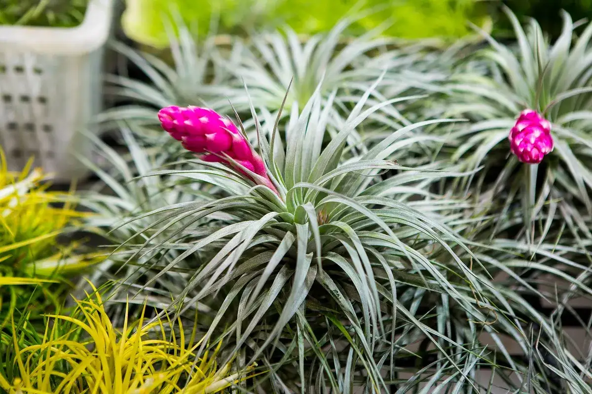 Różowa bromelia z pąkiem kwiatowym. Jak długo kwitnie bromelia? Zwykle od kilku tygodni do kilku miesięcy, zależnie od gatunku i warunków.