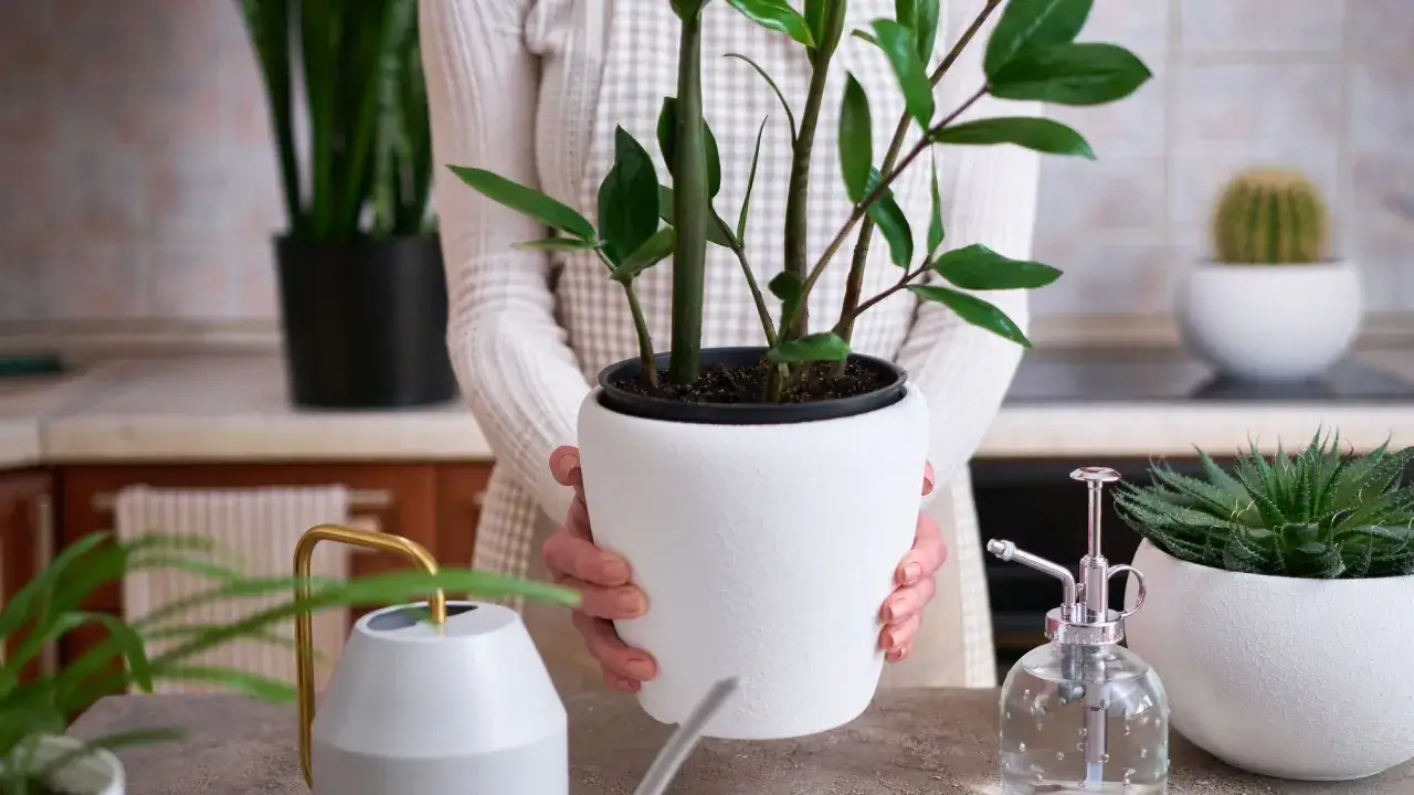 Dłonie trzymają doniczkę z zamiokulkasem, gotową do przesadzenia. Obok stoi konewka i spryskiwacz.