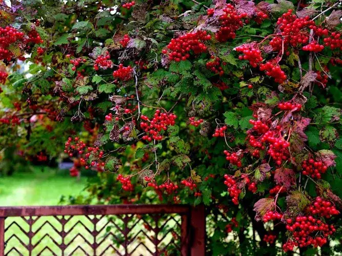 kalina w ogrodzie słoneczne stanowisko