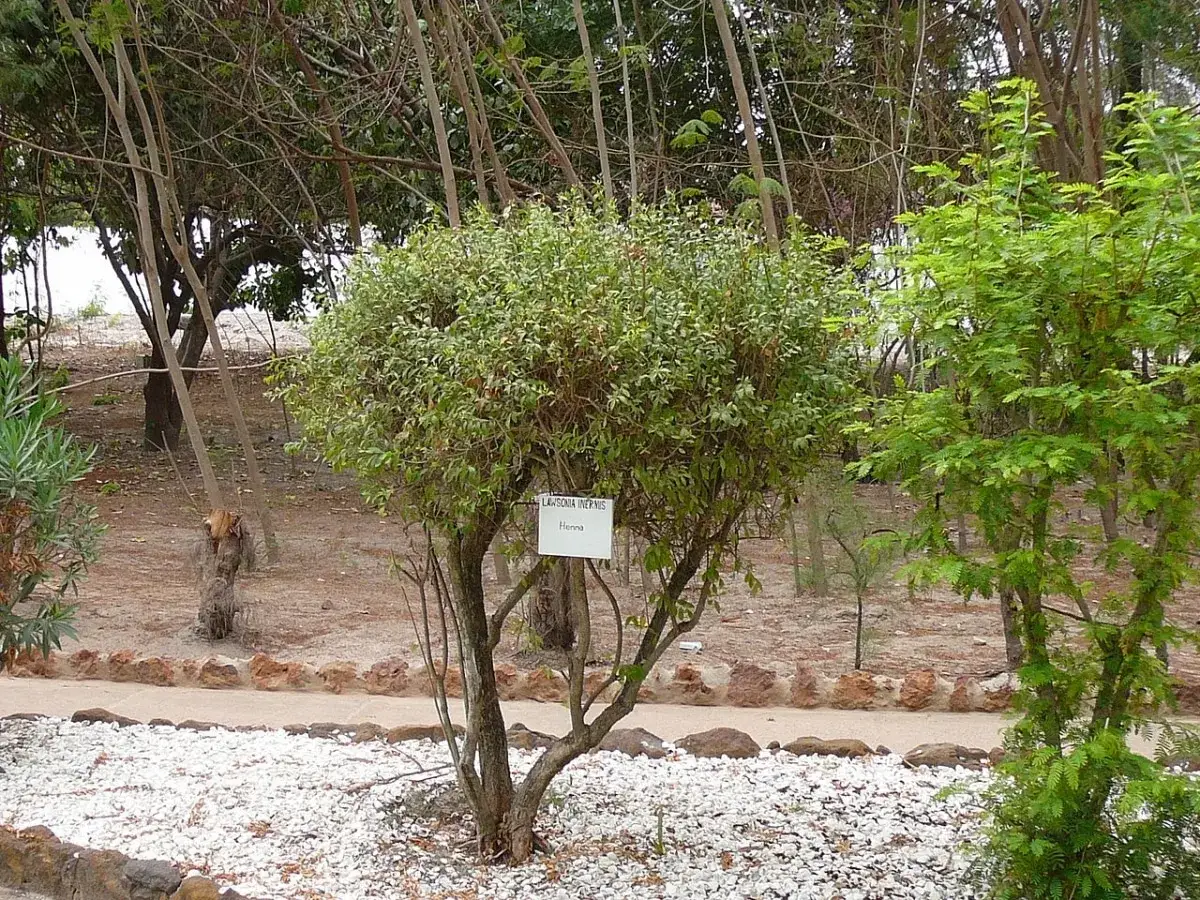 Lawsonia inermis roślina krzew