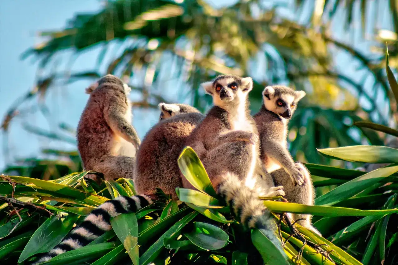 Lemury na drzewie, idealne do planowania, kiedy najlepiej jechać na Madagaskar.