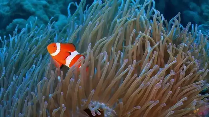 podwodny świat rafa koralowa film przyrodniczy