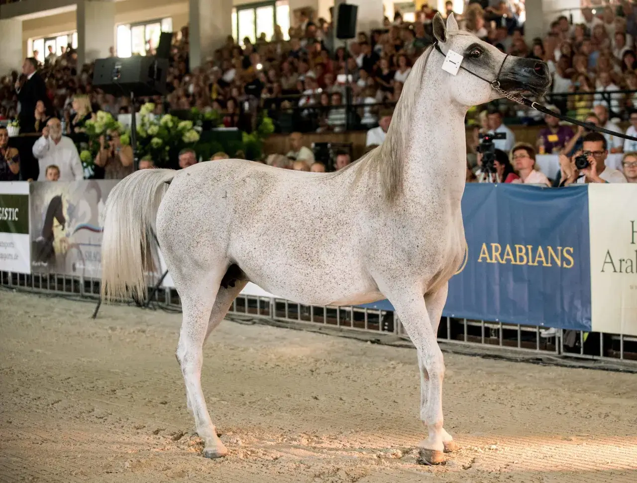 Piękny koń czystej krwi arabskiej, w kolorze siwym, prezentowany na arenie przed publicznością.