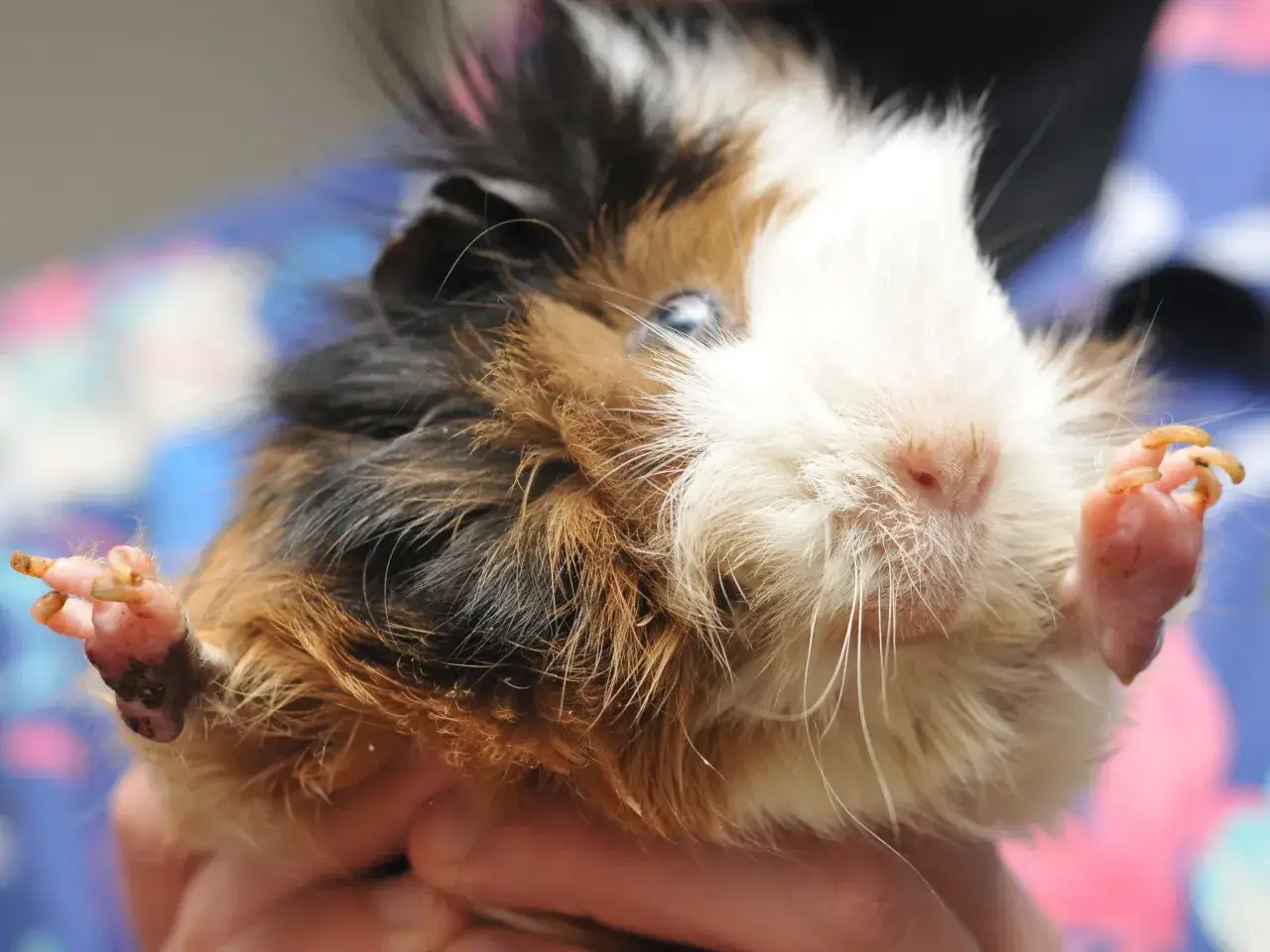 Świnka morska z widocznymi objawami grzybicy na łapkach. Futro jest zmierzwione, a na pazurkach widać zmiany.