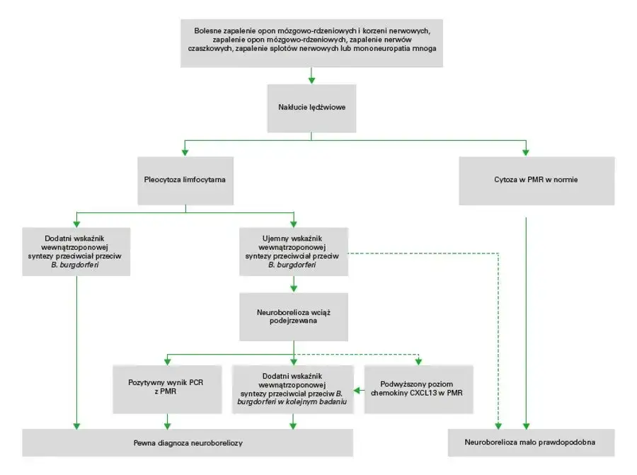 Diagnostyka neuroboreliozy schemat
