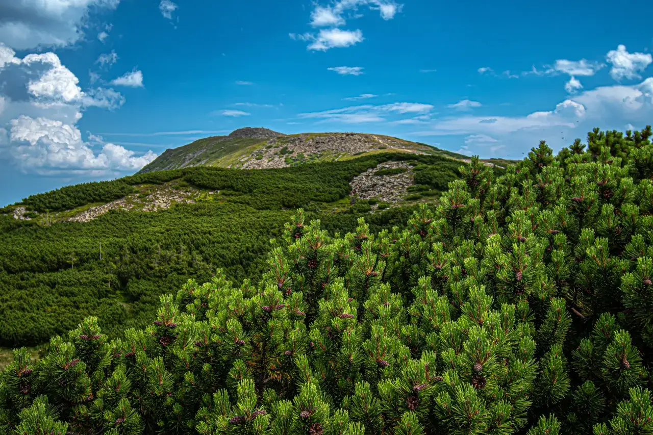 Babia G&oacute;ra, jakie to g&oacute;ry! Widok na szczyt przez gęste kosodrzewiny, z niebieskim niebem i białymi chmurami w tle.