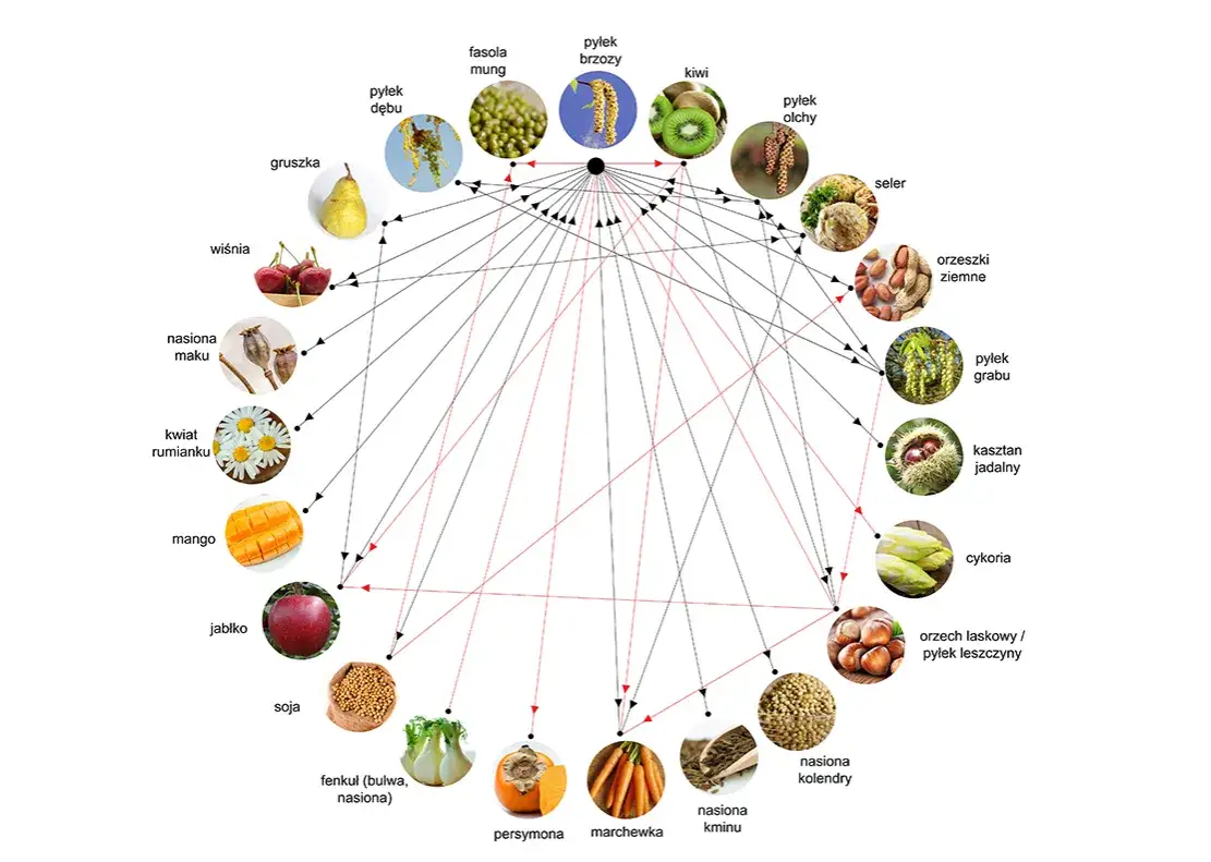 Alergia krzyżowa brzoza mechanizm białka Bet v 1
