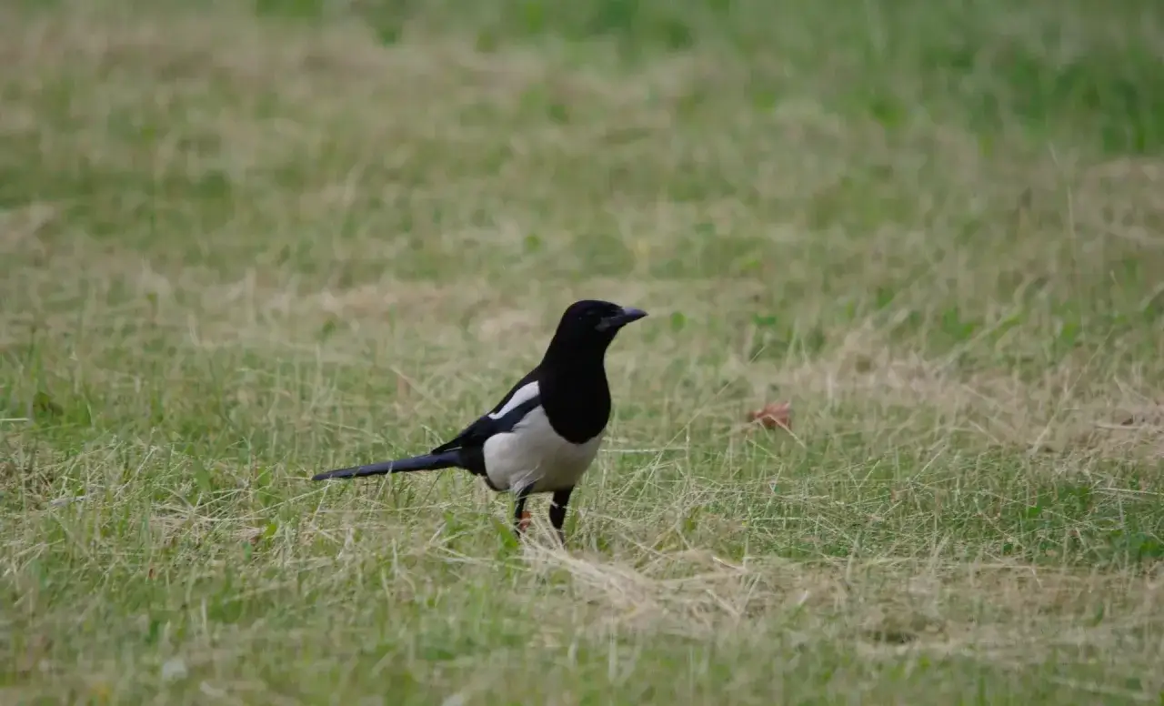 Sroka szukająca jedzenia na trawniku