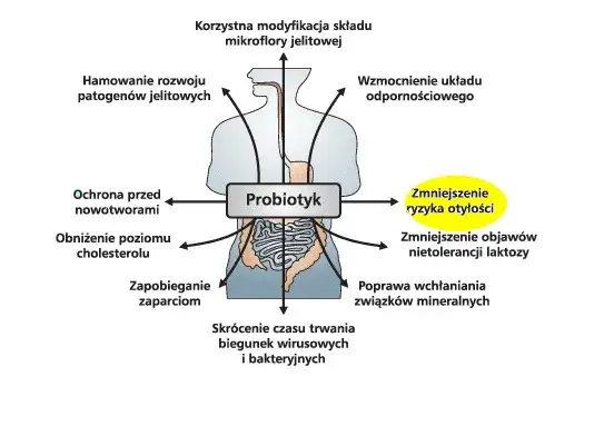 probiotyki mechanizm działania, bakterie jelitowe