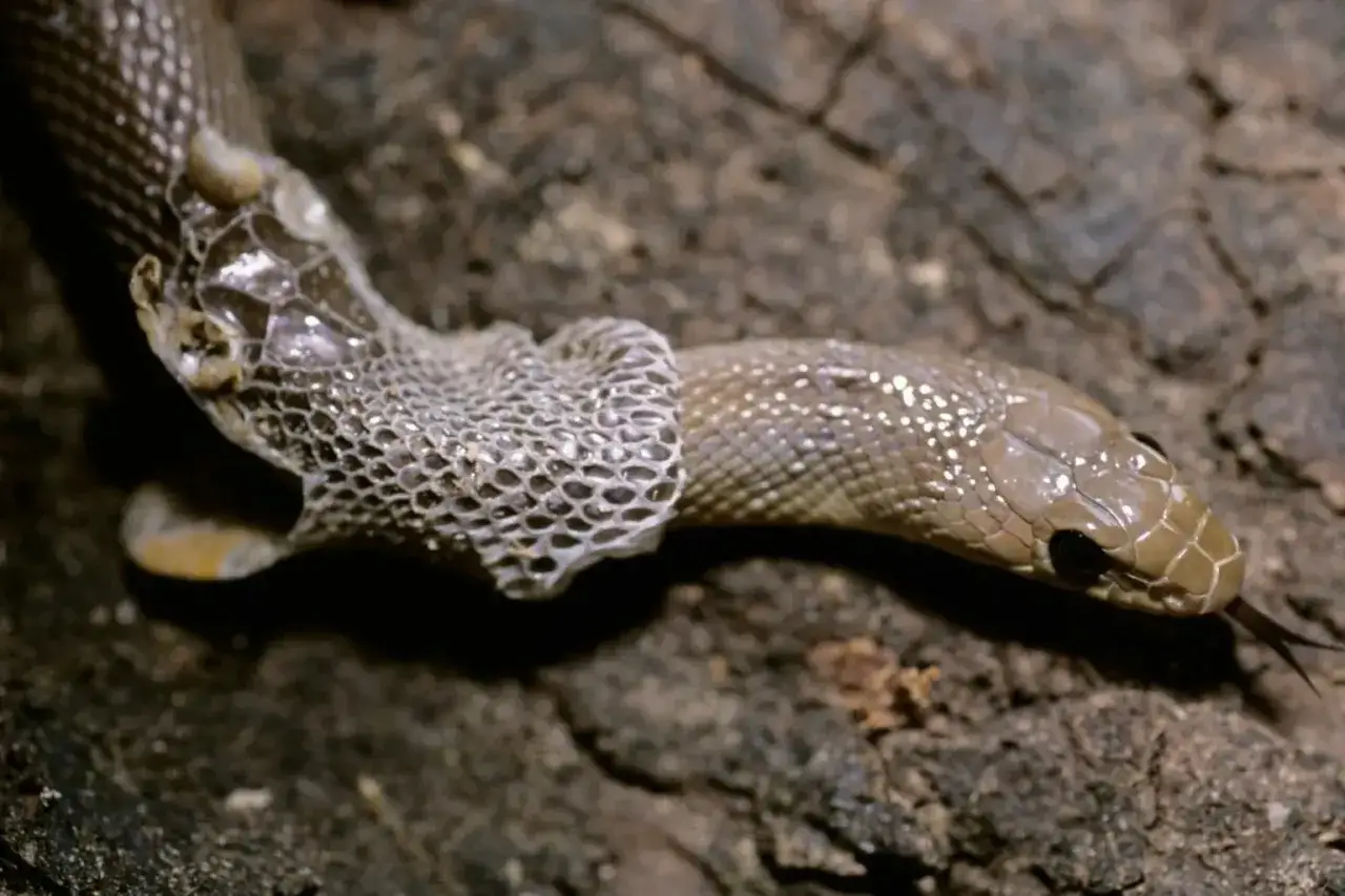 wąż z problemami z wylinką