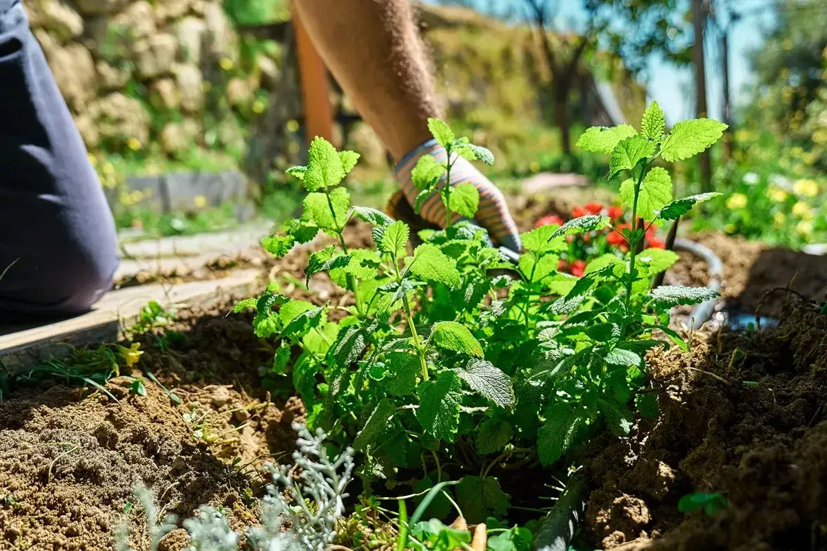Ręce w rękawiczkach sadzą zielone, młode rośliny. Dbamy o nie, bo to cenne rośliny pod ochroną.