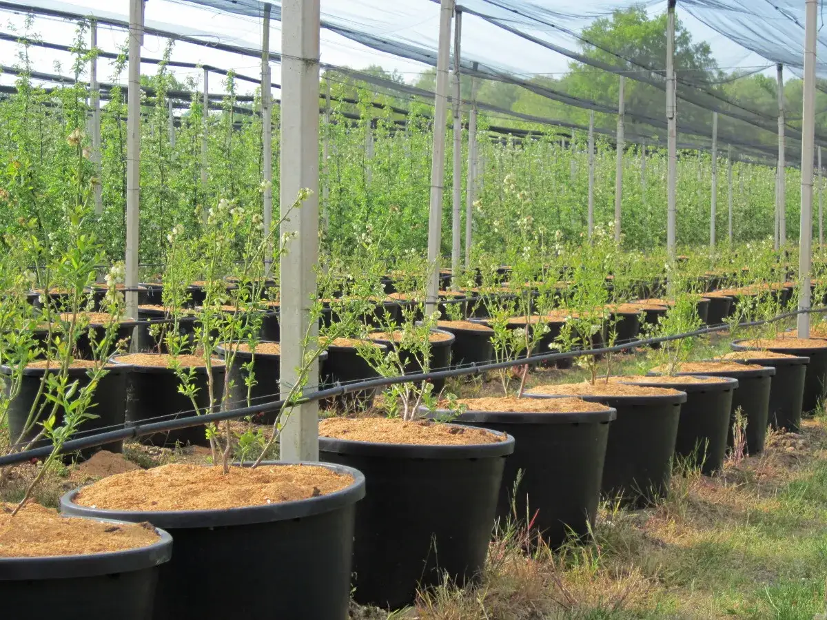sadzonki bor&oacute;wki amerykańskiej w doniczkach