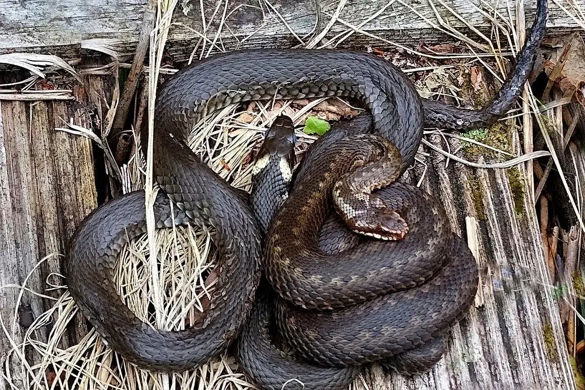 żmija zygzakowata vs zaskroniec